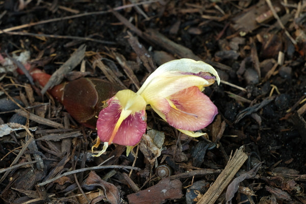 Image of Zingiber mioga 'Crug's Zing' taken at Juniper Level Botanic Gdn, NC by JLBG