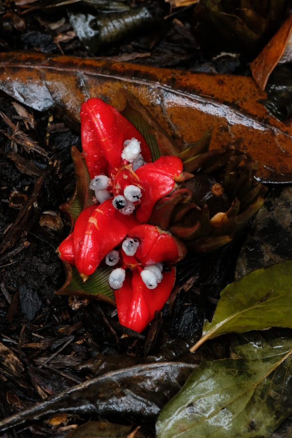 Image of Zingiber mioga 'Crug's Zing' taken at Juniper Level Botanic Gdn, NC by JLBG