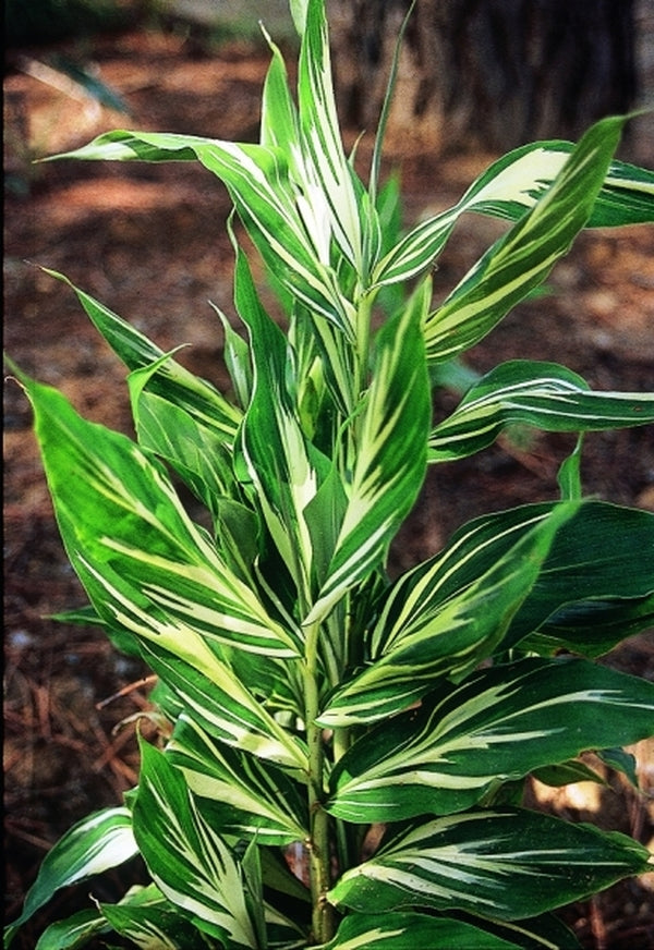 Image of Zingiber mioga 'Dancing Crane' taken at Juniper Level Botanic Gdn, NC by JLBG