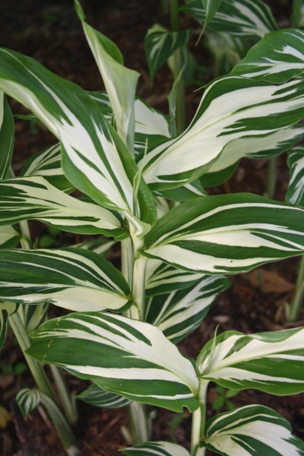 Image of Zingiber mioga 'Dancing Crane' taken at Juniper Level Botanic Gdn, NC by JLBG