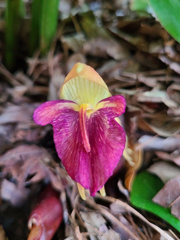 Image of Zingiber mioga 'Hot Lips' taken at Juniper Level Botanic Gdn, NC by JLBG