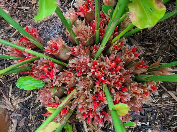 Image of Zingiber mioga 'Lushan Gold' taken at Juniper Level Botanic Gdn, NC by JLBG