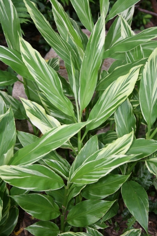 Image of Zingiber mioga 'White Feather' taken at Juniper Level Botanic Gdn, NC by JLBG