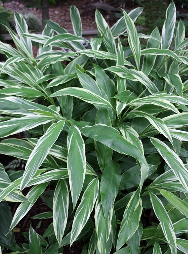 Image of Zingiber mioga 'White Feather' taken at Juniper Level Botanic Gdn, NC