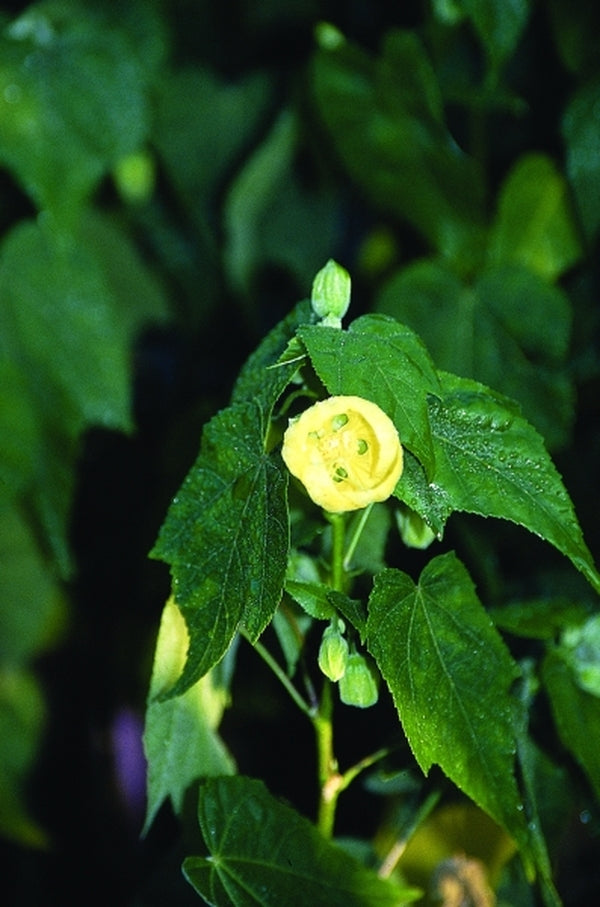 Image of Abutilon x hybridum 'Julia'|Juniper Level Botanic Gdn, NC|JLBG