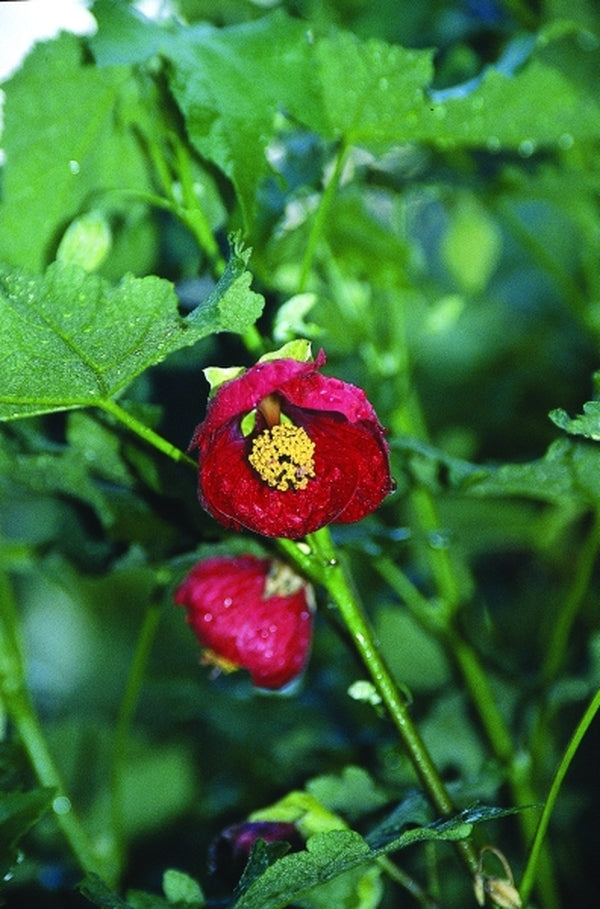 Image of Abutilon x hybridum 'Red Princess'|Juniper Level Botanic Gdn, NC|JLBG