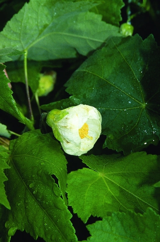 Image of Abutilon x hybridum 'White King'|Juniper Level Botanic Gdn, NC|JLBG