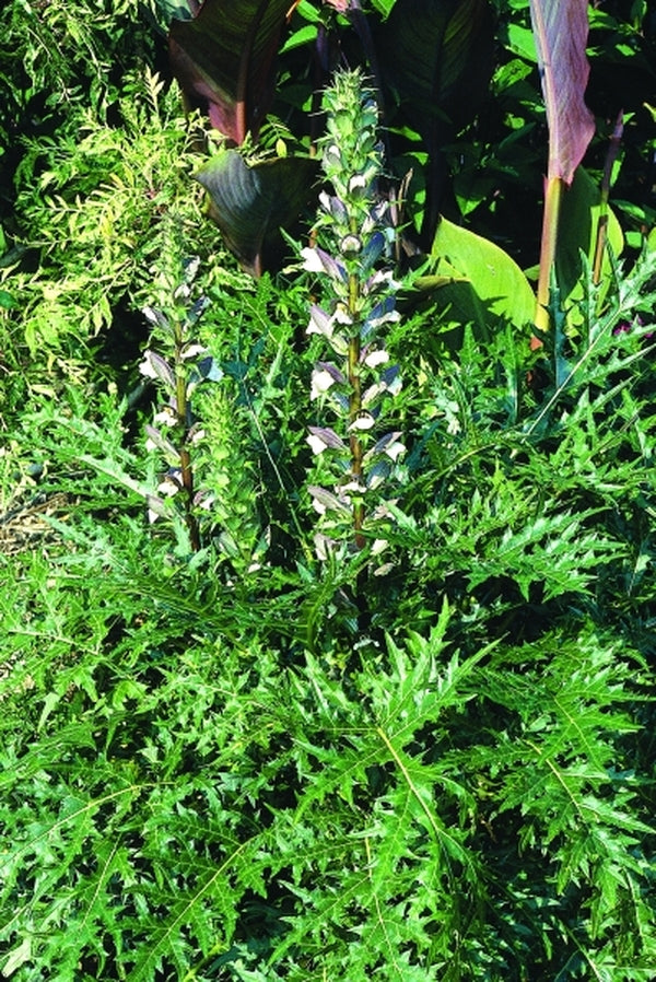 Encyclopedia of Perennial Plants Plant Delights Nursery