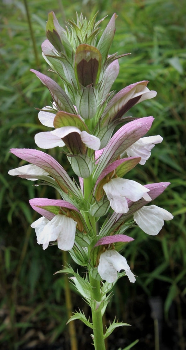 Image of Acanthus hungaricus 'White Lips'