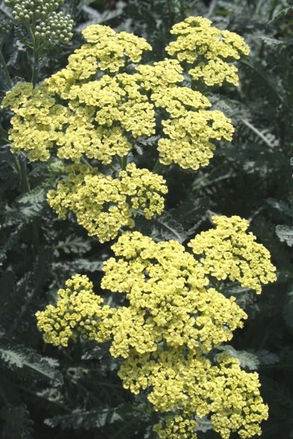 Image of Achillea 'Anblo' PP 8828|Juniper Level Botanic Gdn, NC|JLBG