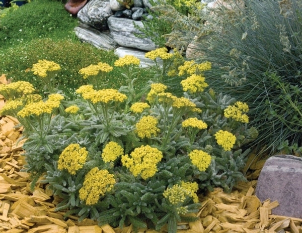 Image of Achillea tomentosa 'Goldie'|Greenleaf Nsy, PA|Green Leaf Plants