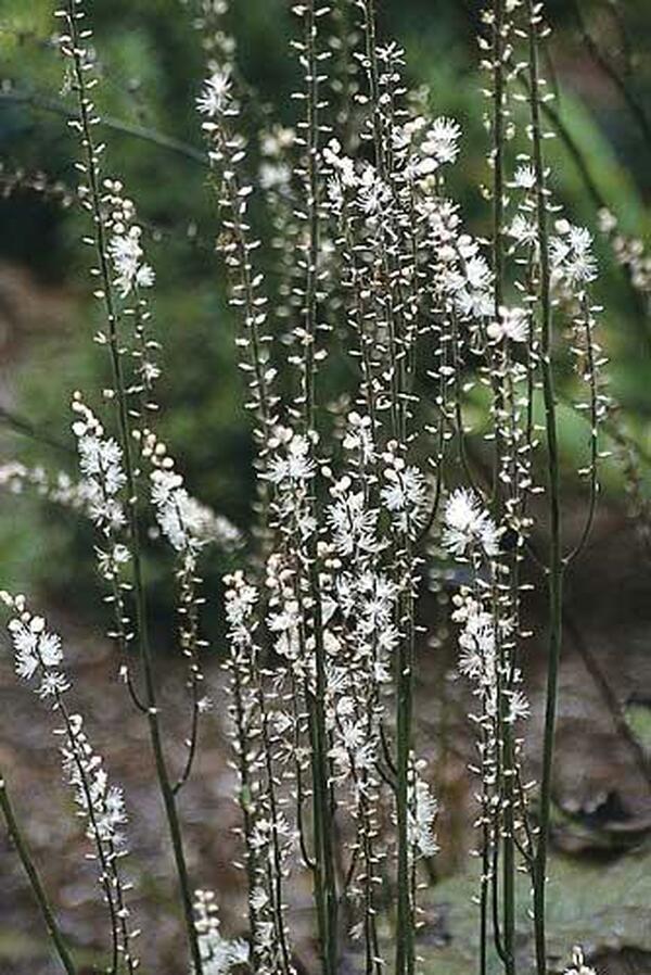 Image of Actaea japonica|Juniper Level Botanic Gdn, NC|JLBG