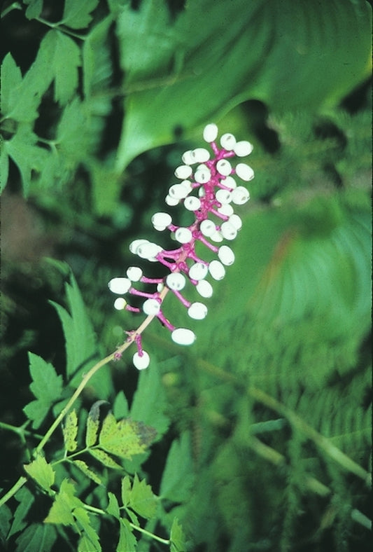 Image of Actaea pachypoda|R. Herold Gdn, MA|