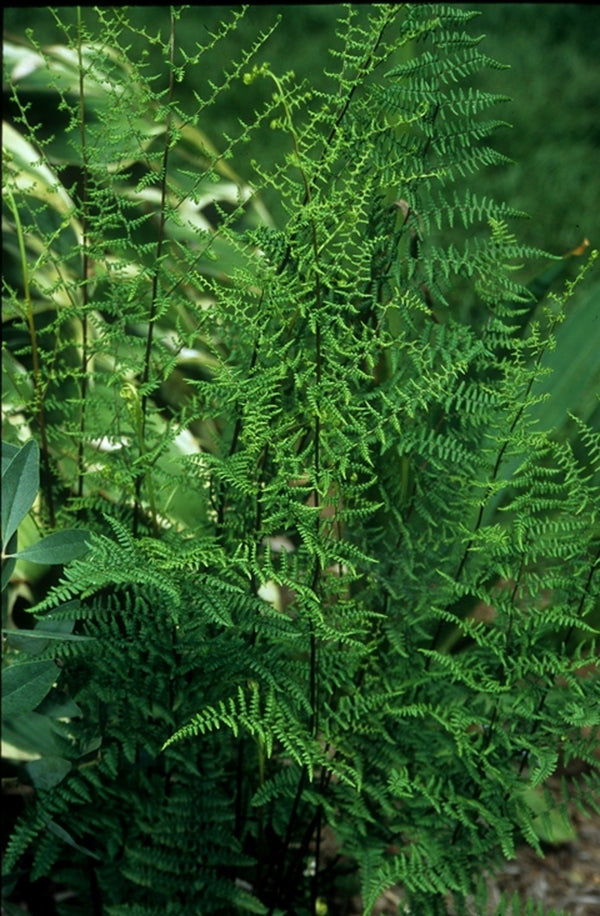 Image of Adiantopsis chlorophylla 'Tucuman'|Juniper Level Botanic Gdn, NC|JLBG