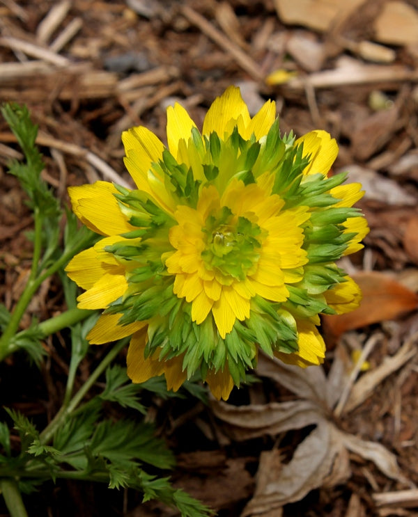 Learn about Adonis amurensis 'Sandanzaki' | Sandanzaki Amur Adonis ...