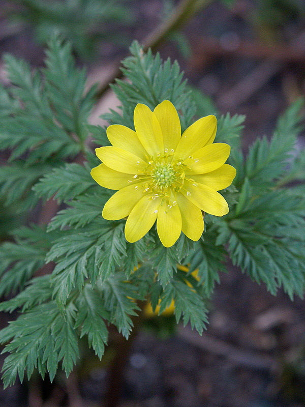 Adonis amurensis
