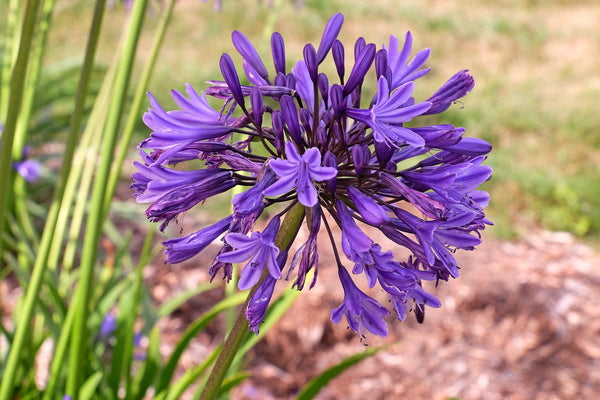 Image of Agapanthus 'Navy Blue' taken at Walters Gardens, MI by T. Avent