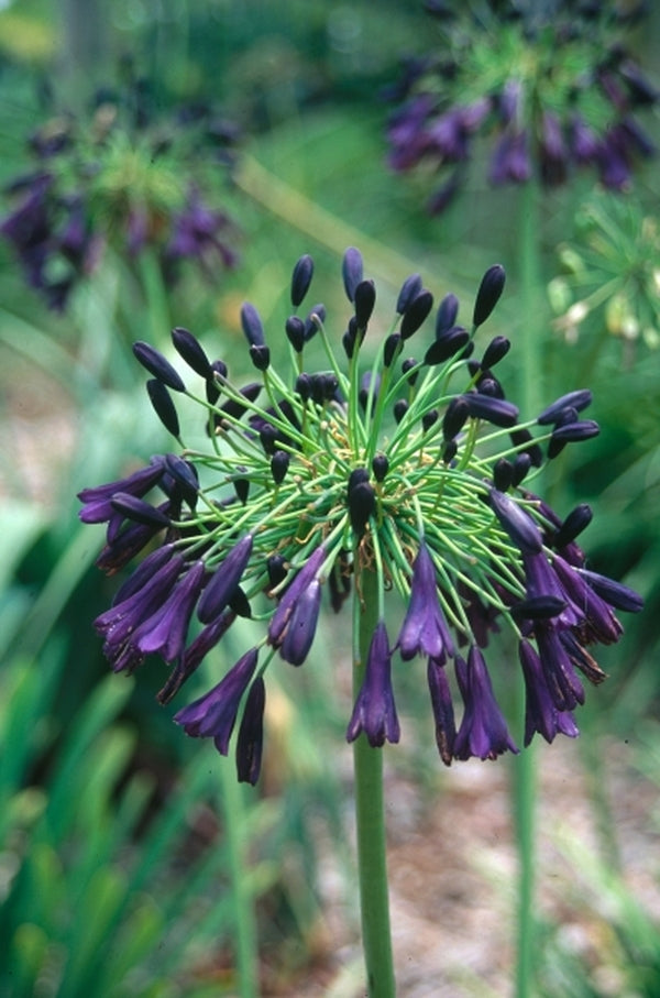lily of the nile flower care Learn about Agapanthus inapertus 'Nigrescens' | Black Drooping Lily-of-the- Nile