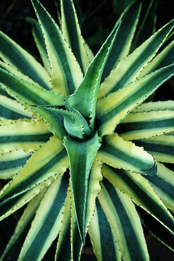 Image of Agave 'Cornelius'|Juniper Level Botanic Gdn, NC|JLBG
