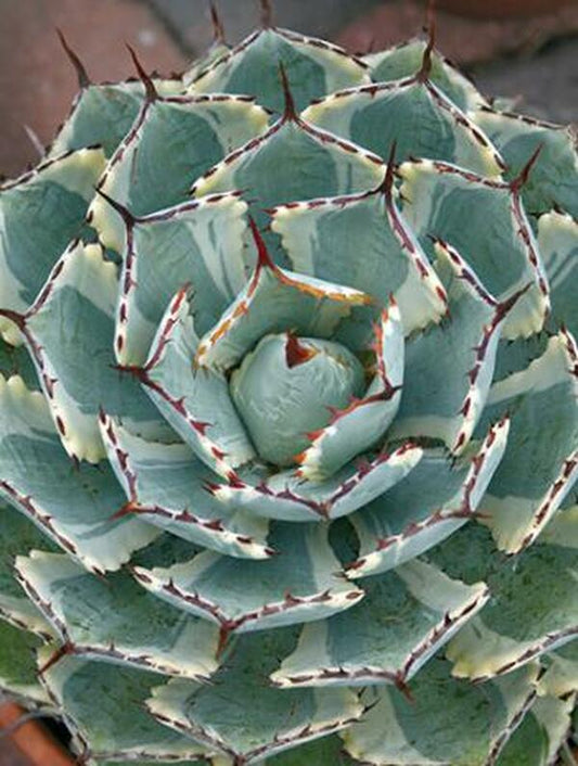 Image of Agave 'Kissho Kan'|Juniper Level Botanic Gdn, NC|JLBG