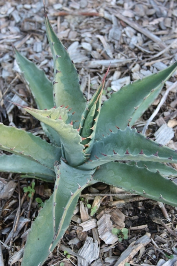 Learn about Agave asperrima ssp. asperrima | Rough-leaf Century