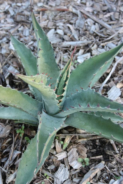 Learn about Agave asperrima ssp. asperrima | Rough-leaf Century