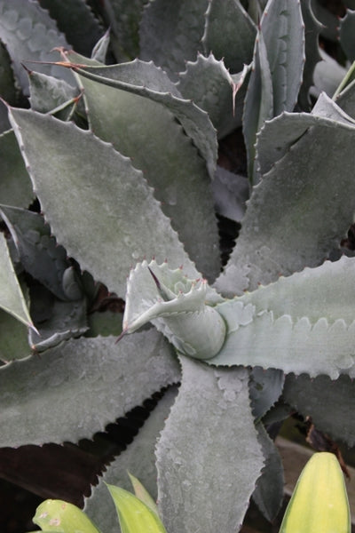 Learn about Agave asperrima ssp. potosiensis | Rough-leaf Century