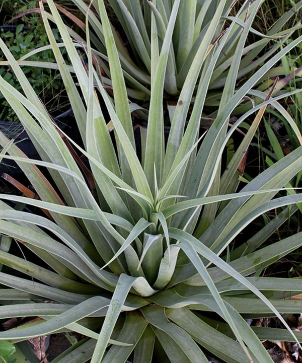 Agave bracteosa Calamar