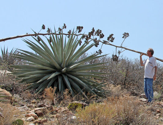 Image of Agave chrysantha 'Pinal Giants'taken at Pinal Mts, AZ by R. Parker in situ