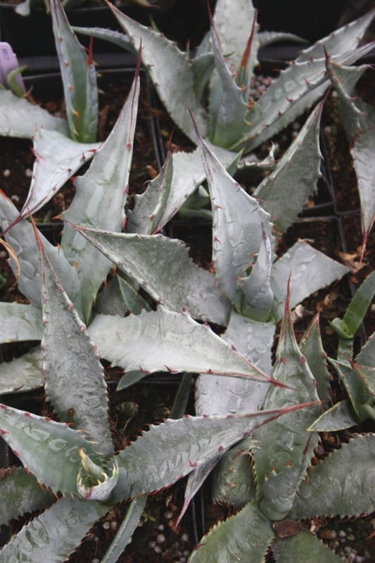 Image of Agave chrysantha Pinal Mts, AZ|in situ Pinal Mts, AZ|