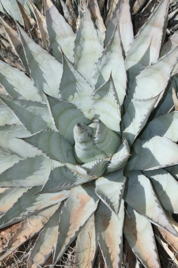 Image of Agave chrysantha coll. #A3AZ-018|in situ Payson, AZ|