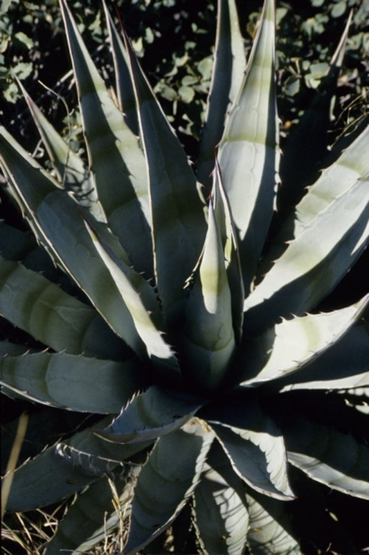 Image of Agave chrysantha|In Situ Tonto National Forest, Arizona|