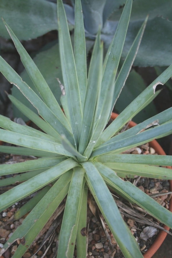 Image of Agave dasylirioides|Yucca Do Nursery, TX|