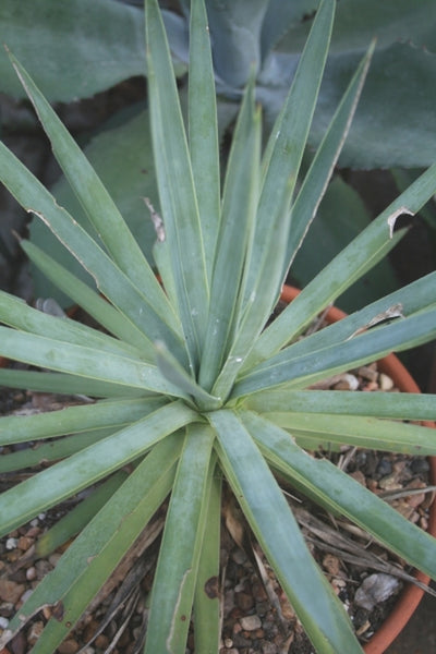 アガベ　ダシリリオイデス Learn about Agave dasylirioides | Sotol-leaf Century Plant