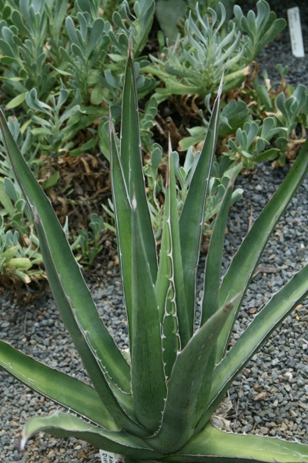 希少Agave difformis 大株 Learn about Agave difformis | Deformed Century Plant | Perennial