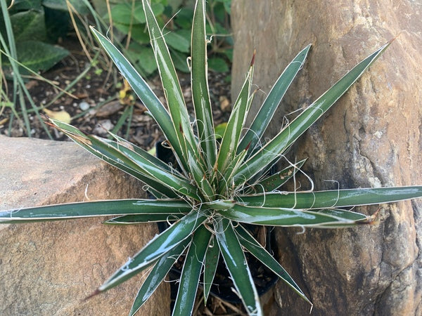 fiore agave leggenda Agave felgeri