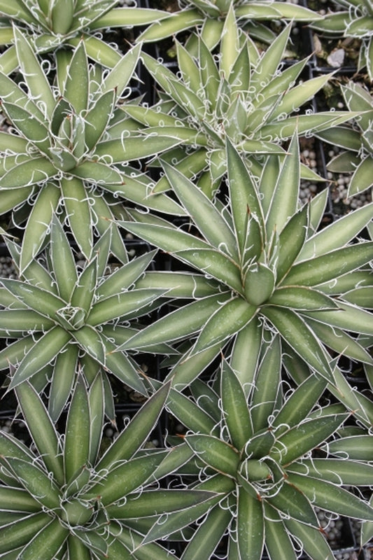 Image of Agave filifera spp. microceps|Juniper Level Botanic Gdn, NC|JLBG