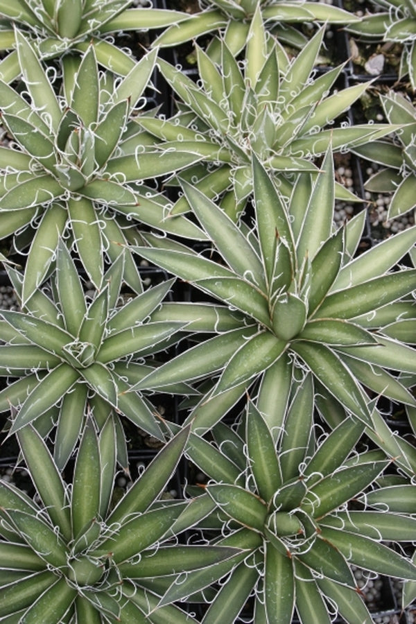 Agave filifera spp microceps