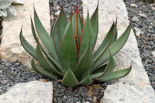 Image of Agave x flexidigera 'Durango Fandango'|Juniper Level Botanic Gdn, NC|JLBG