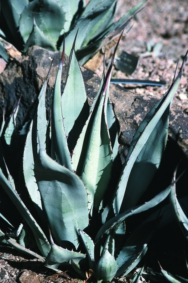 Image of Agave flexispinataken at Desert Botanic Gdn, AZ