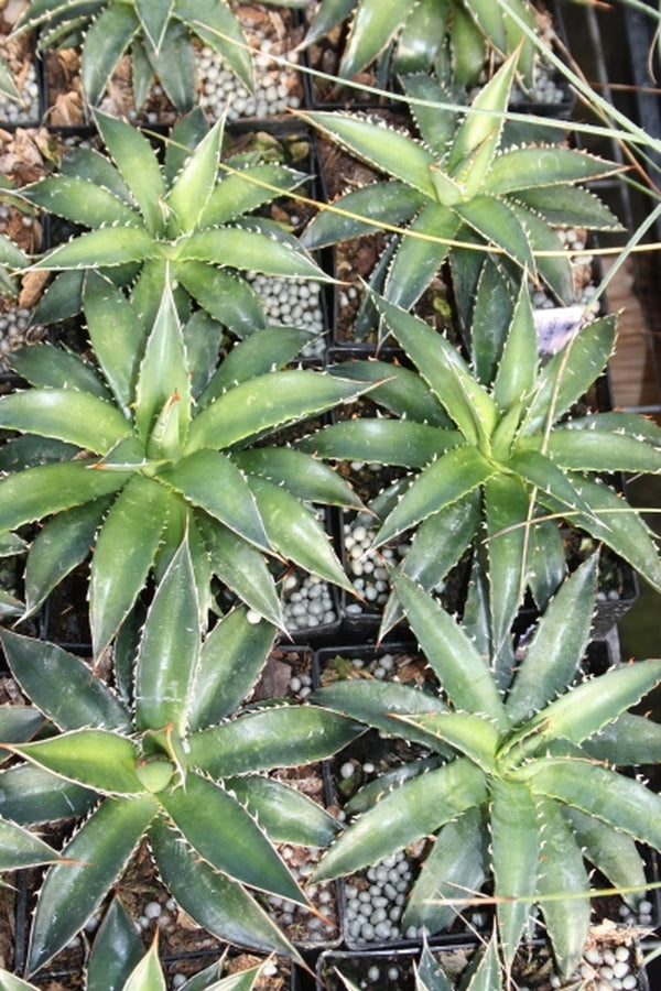 Image of Agave garciae-mendozae|Juniper Level Botanic Gdn, NC|JLBG
