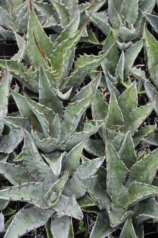 Image of Agave x gentana La Escondida (gentryi x montana)|Juniper Level Botanic Gdn, NC|JLBG