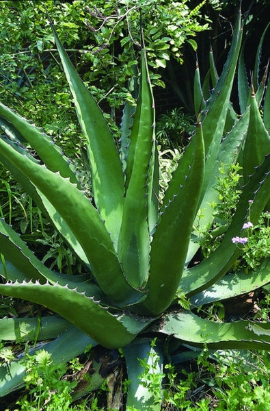 Agave gentryi
