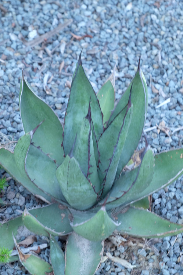 Image of Agave x glomeruliflora 'Guadalupe Mountains'