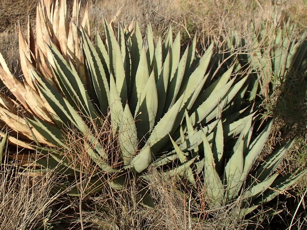 Agave gracilipes Culberson Kids