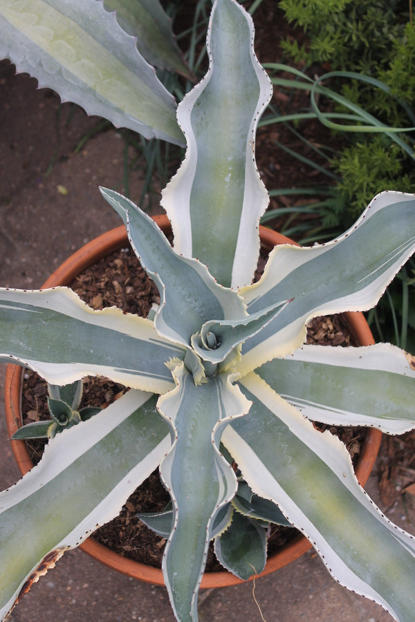 Image of Agave gypsophila ssp. pablocarrilloi 'Ivory Curls'||