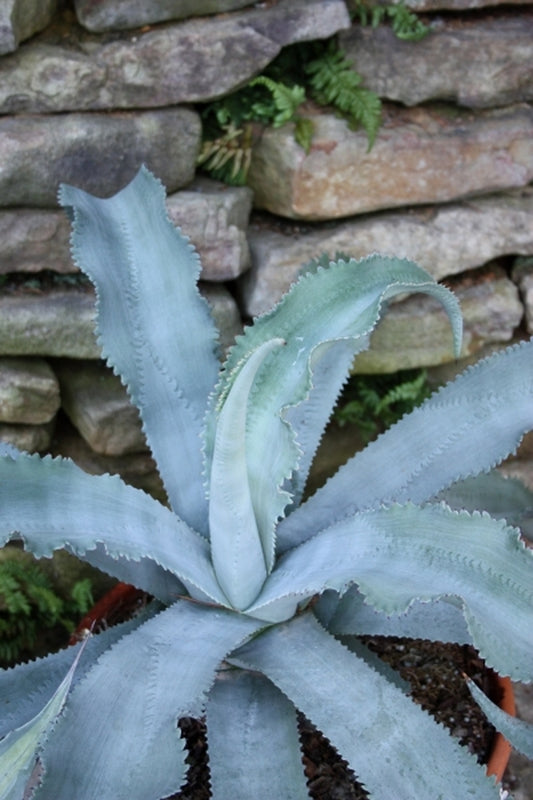 Image of Agave gypsophila ssp. pablocarrilloi |Juniper Level Botanic Gdn, NC|JLBG