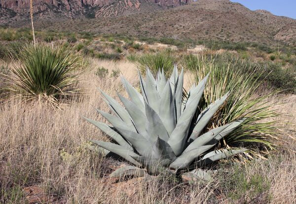Image of Agave havardiana 'Big Bend Giant'taken at Chasing Centuries 2019 by R. Parker
