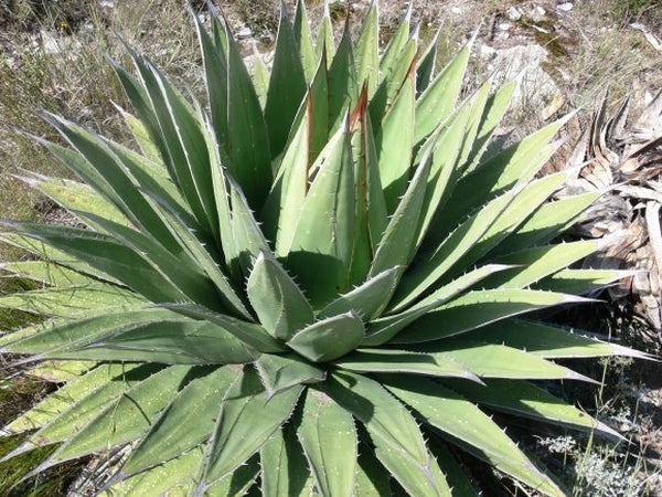 Learn about Agave horrida ssp. perotensis Limon form | Horrid Hardy Century  Plant