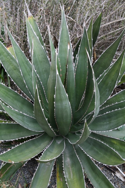 Image of Agave horrida ssp. perotensis San Luis Potosi form|Juniper Level Botanic Gdn, NC|JLBG